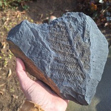 Pflanze, Abdruck Samenfarns