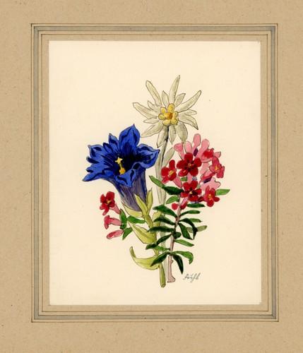 Edelweiss blauer enzian - enzian, blume