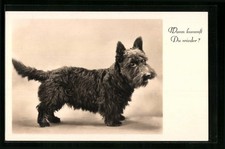 Ansichtskarte Kleiner Scotchterrier mit bittendem Blick 