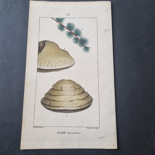 Gravur botanischer - 19.,