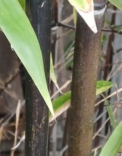 SAMEN Black Bambus schwarzer