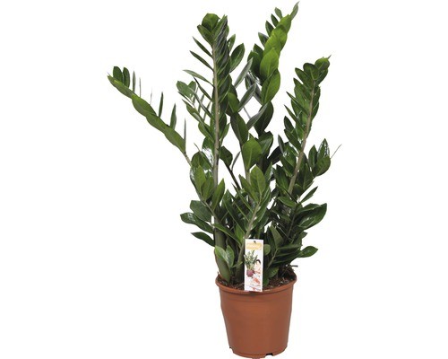 Glücksfeder floraself - glücksfeder,