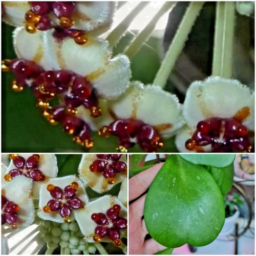 Hoya kerrii splash ableger - splash,