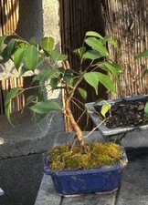 TIGERS BARK FICUS BONSAI-