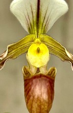 Paphiopedilum Species