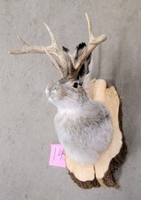 New Jackalope