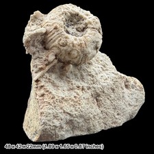 Cidarid Echinoid Fossil Jura