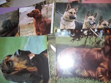 Penny Bilder Sammelbilder -