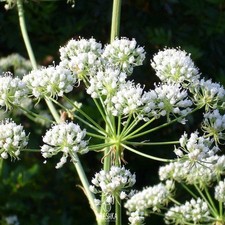 Conium maculatum L. 50+ Stück