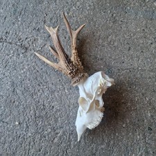 Rehbock Geweih 393g,Trophäe