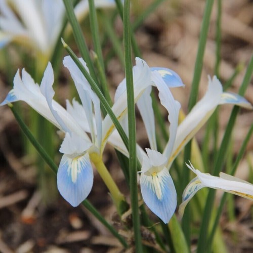 Weiß-zartblaue