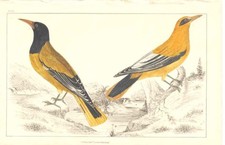 Original alter antiker Druck