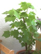 SAMEN jetzt vorziehen ZIMMER-LINDE wunderschöner Baum Zimmerpflanze Saatgut Ver