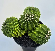 Kräftiger Ausgefallener