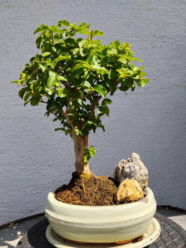 Bonsai chinesischer liguster - bonsai,