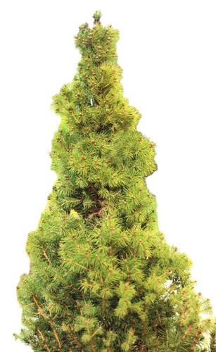 Picea glauca conica zuckerhut - glauca,