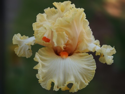 Schwertlilie iris citrus - /,