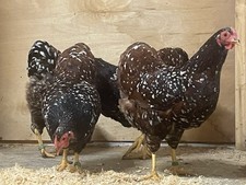 Keine Bruteier  10 Zwerg