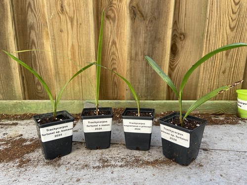 Trachycarpus hybriden frisch - hybriden,