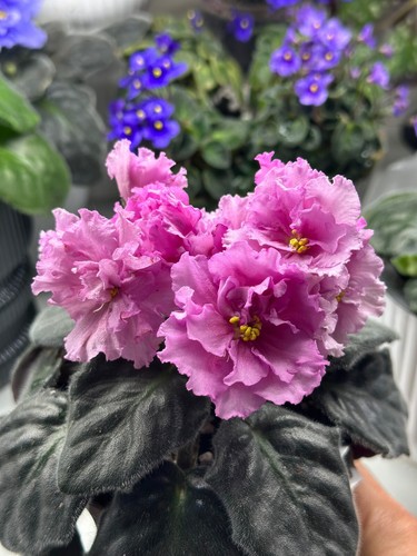 African violet - violet, (nd-schanchaj)