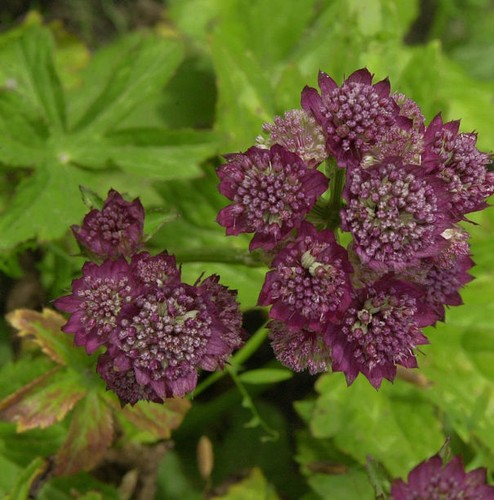 Sterndolde rosensinfonie - rosensinfonie,