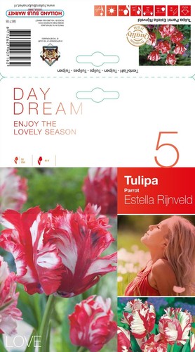 Tulpen - ,