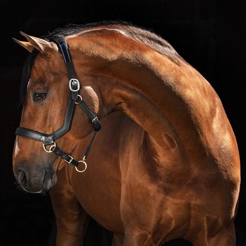 Rambo micklem headcollar - rambo,