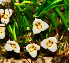 Dracula Species ´Citron Monkey´ aufgebunden NEW Orchidee Orchideen Masdevallia