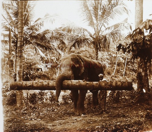 Ceylan sri lanka - ceylan, c1920