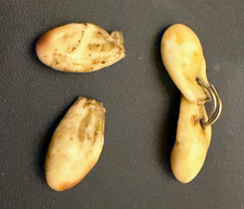 Hirsch ? Grandeln/Grandel für