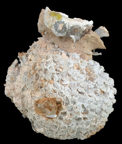 Malm cyathophora bourgueti - malm, &