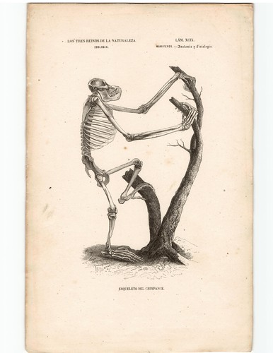 Antike lithographie grafik - antike, 19
