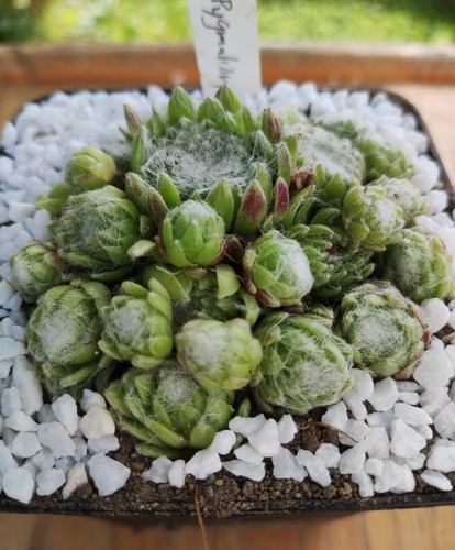 Sempervivum pygmalion 2x - sempervivum, "pygmalion"