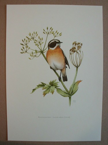 Braunkehlchen saxicola - braunkehlchen,