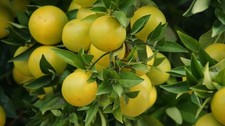 2 x Grapefruit schnellwüchsige exotische Pflanzen im für den Garten