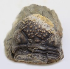 Trilobit, Nyterops