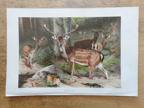 Orig chromolithographie - orig.(1892),