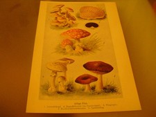 Farbdruck v.1898-15x22cm-Giftige Pilze