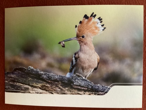 Wiedehopf vogel des jahres - ak,