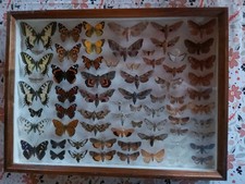 Schmetterlingsammlung -