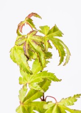 Acer palmatum 'Summergold' /