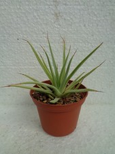 Agave stricta nana we Kaktus