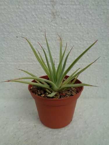 Agave stricta nana kaktus - stricta,