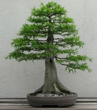 SAMEN Miniaturbaum i! KONIFERE