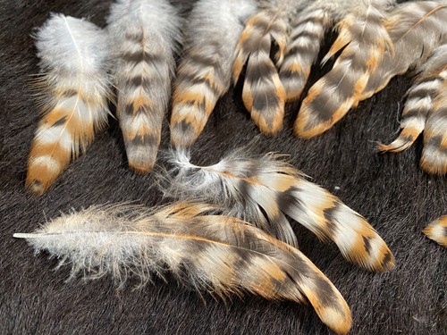 Bastelfedern 12cm bunte - bastelfedern,, 8-12cm,