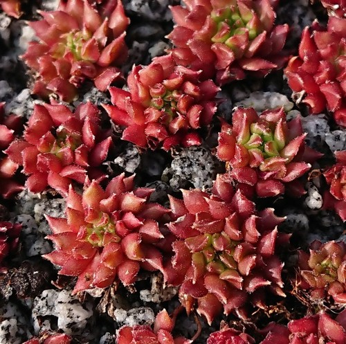 Sempervivum pelora 2 - -,