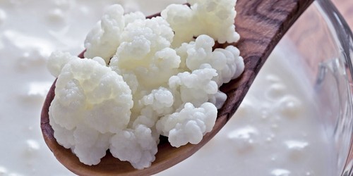 11g milchkefir kefirknollen - 11g, milchkefir,