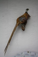 Tierpräparat fasan - tierpräparat,