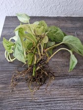 2 Ableger Efeutute Quinn Mable Rarität fasst Weiß Laub Rar Selten Zimmerpflanze