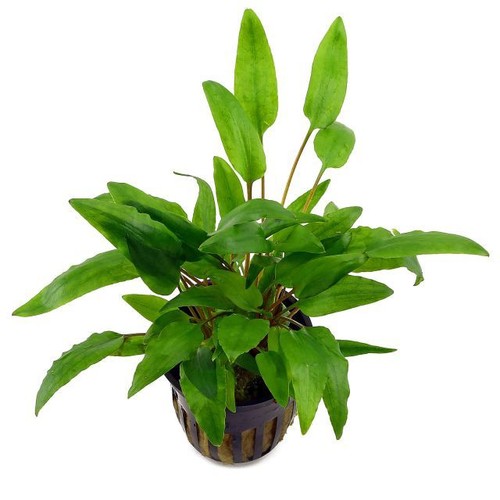 1töpf cryptocoryne wendtii - cryptocoryne,